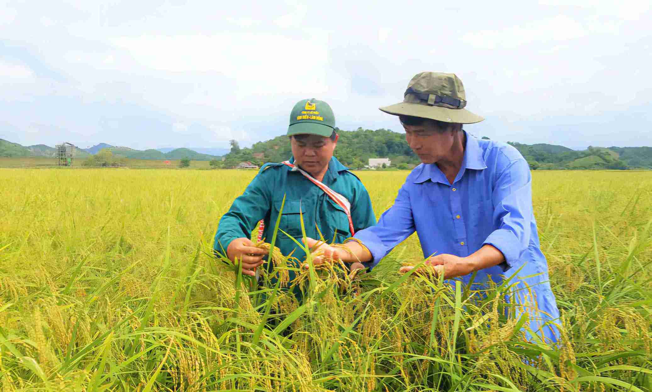 Pomelo sticky rice fields laden with flowers are likened to "Jade seeds" of Da Teh land (Lam Dong). Photo: Phuc Khanh