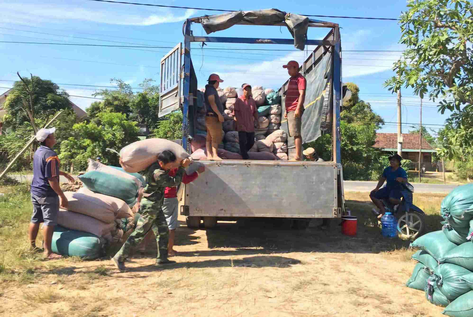 Thương lái chờ sẵn mua lúa tươi nếp quýt tại chân ruộng. Ảnh: Phúc Khánh 