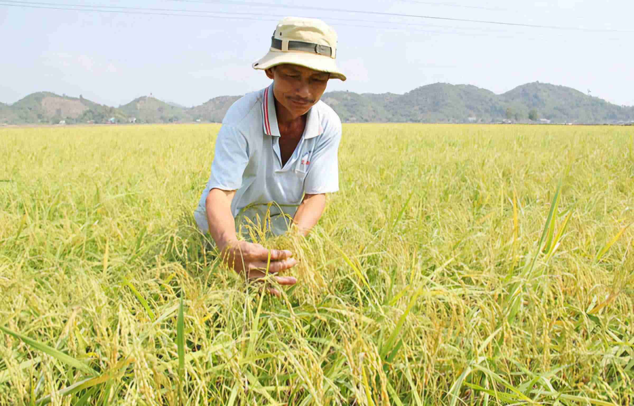 Nếp quýt được trồng chuyên canh tại cánh đồng An Nhơn (xã ĐạTẻh, Lâm Đồng) cho năng suất cao. Ảnh: Phúc Khánh 