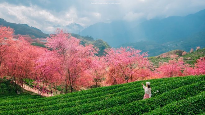 Vietnamese tourists prioritize choosing domestic spring travel during the 2026 Lunar New Year. Photo: Hoang Duong