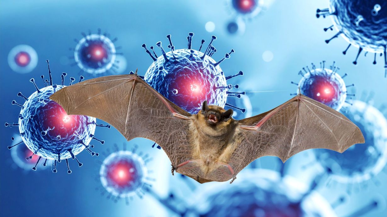 Hanoi directs strengthening surveillance of disease prevention and control caused by Nipah virus in the city. Graphics: Thanh Chan