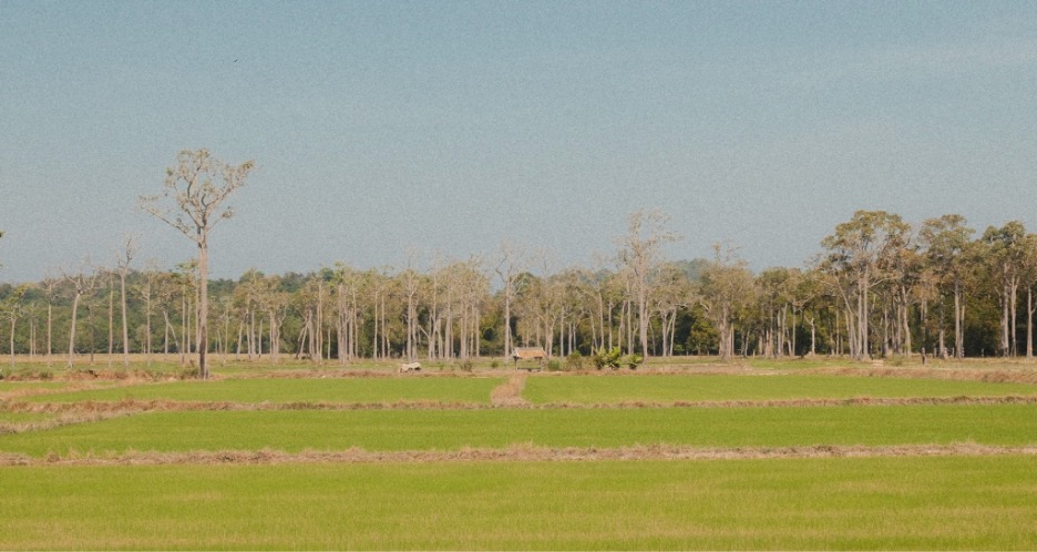Hướng tay phải dẫn về bìa rừng giáp cánh đồng Tà Lai, nơi có nhiều đoạn rừng thưa, trảng cỏ, cây bụi và khu bảo tồn gấu. 