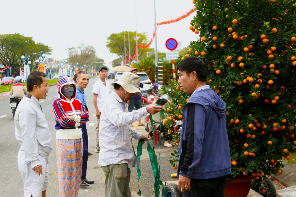 Quất cảnh Đà Nẵng đồng loạt xuống phố. Ảnh: Thanh Huyền