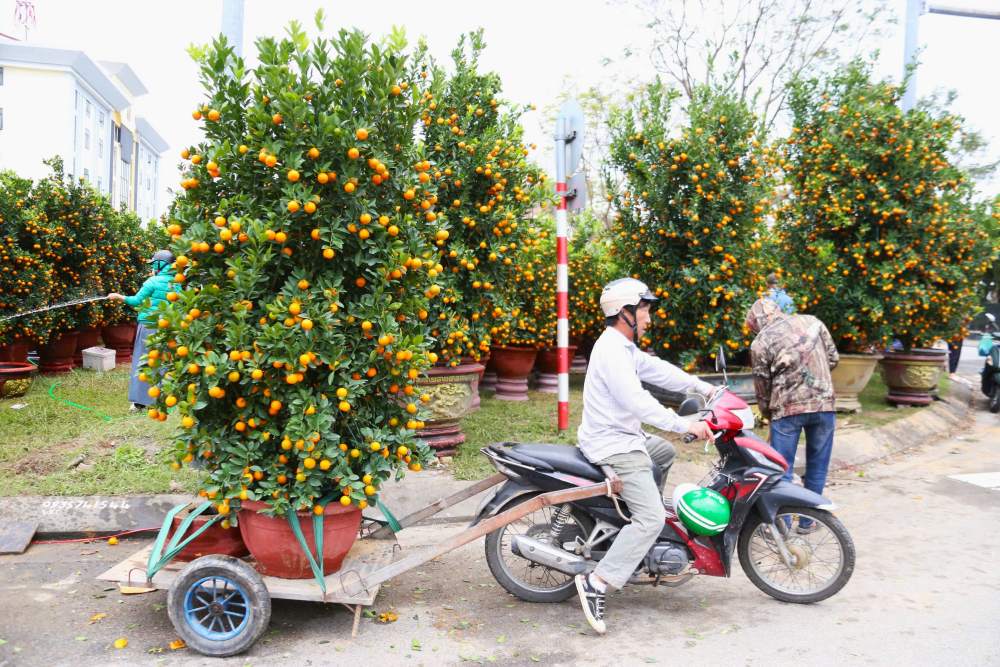 Nhiều chậu quất cảnh giá cao được người dân mua sớm. Ảnh: Thanh Huyền