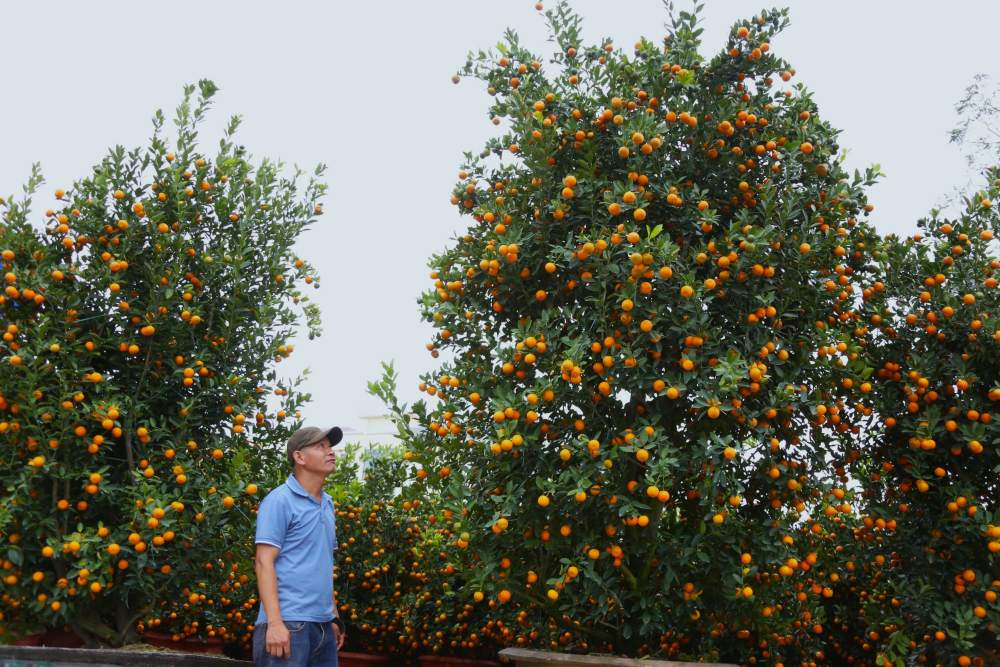 Nhiều cây quất cảnh cao từ 2-5 mét, giá lên đến gần 30 triệu đồng. Ảnh: Thanh Huyền
