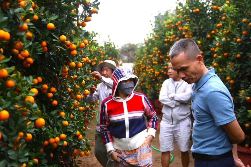 Da Nang ornamental kumquat trees are ready to serve the Lunar New Year 2026 market. Photo: Thanh Huyen