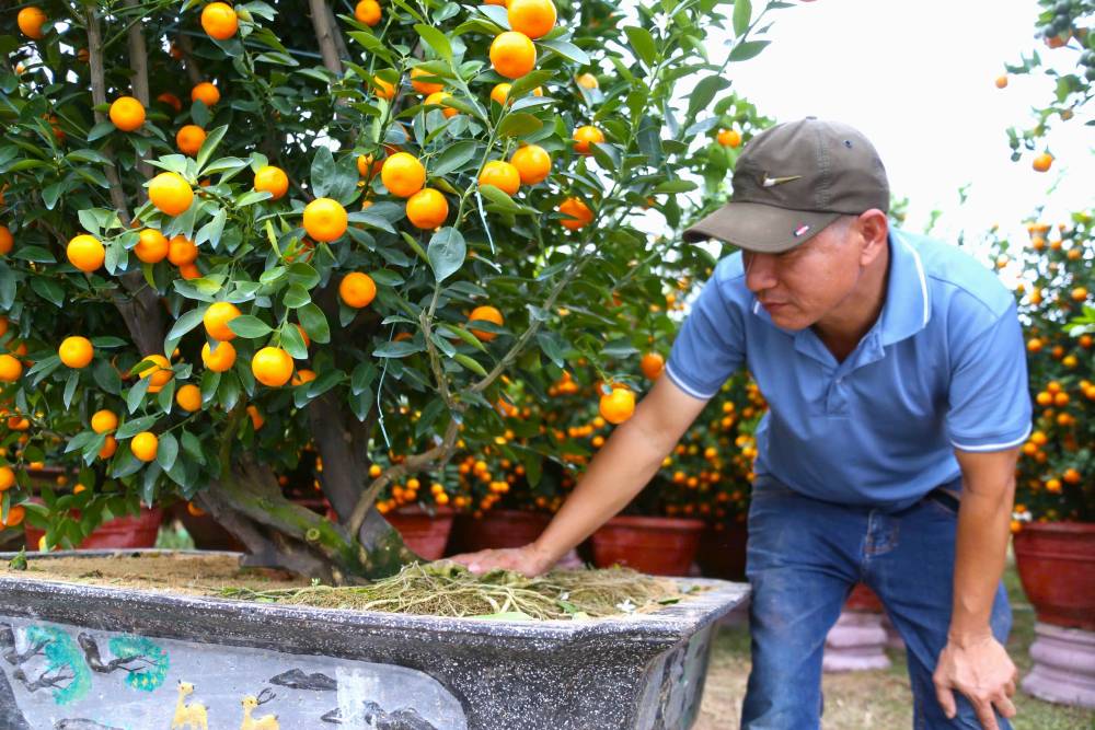 Nhiều gốc quất nhà vườn phải đầu tư chăm sóc nhiều năm liền để cây đạt chất lượng. Ảnh: Thanh Huyền