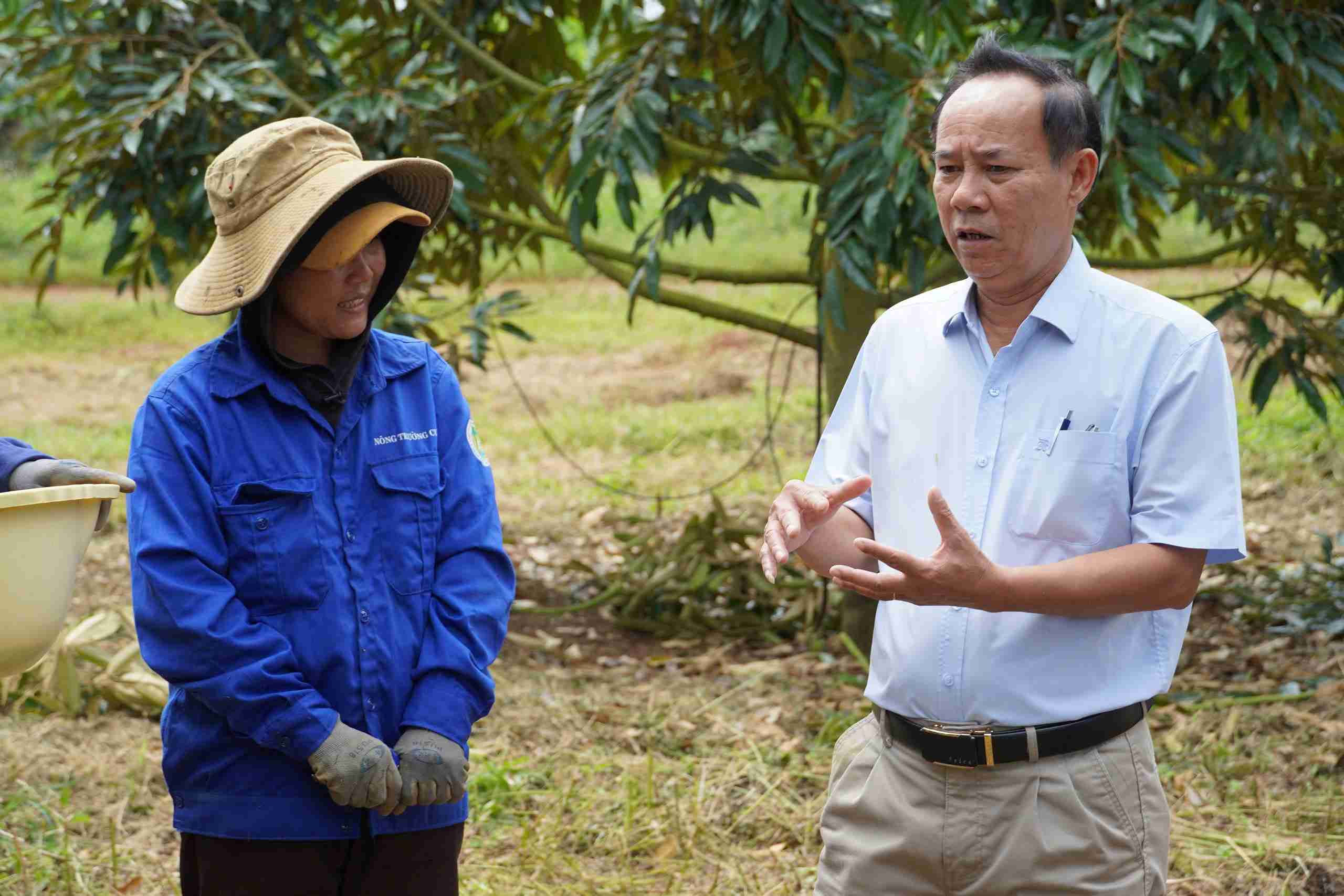 Lãnh đạo Dakruco trao đổi với công nhân về quá trình chăm sóc cây sầu riêng. Ảnh: Bảo Trung
