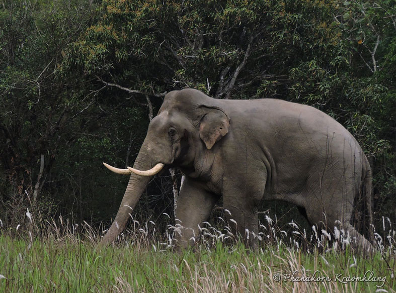 Elephants in Khao Yai National Forest. Photo: Khao Yai National Forest