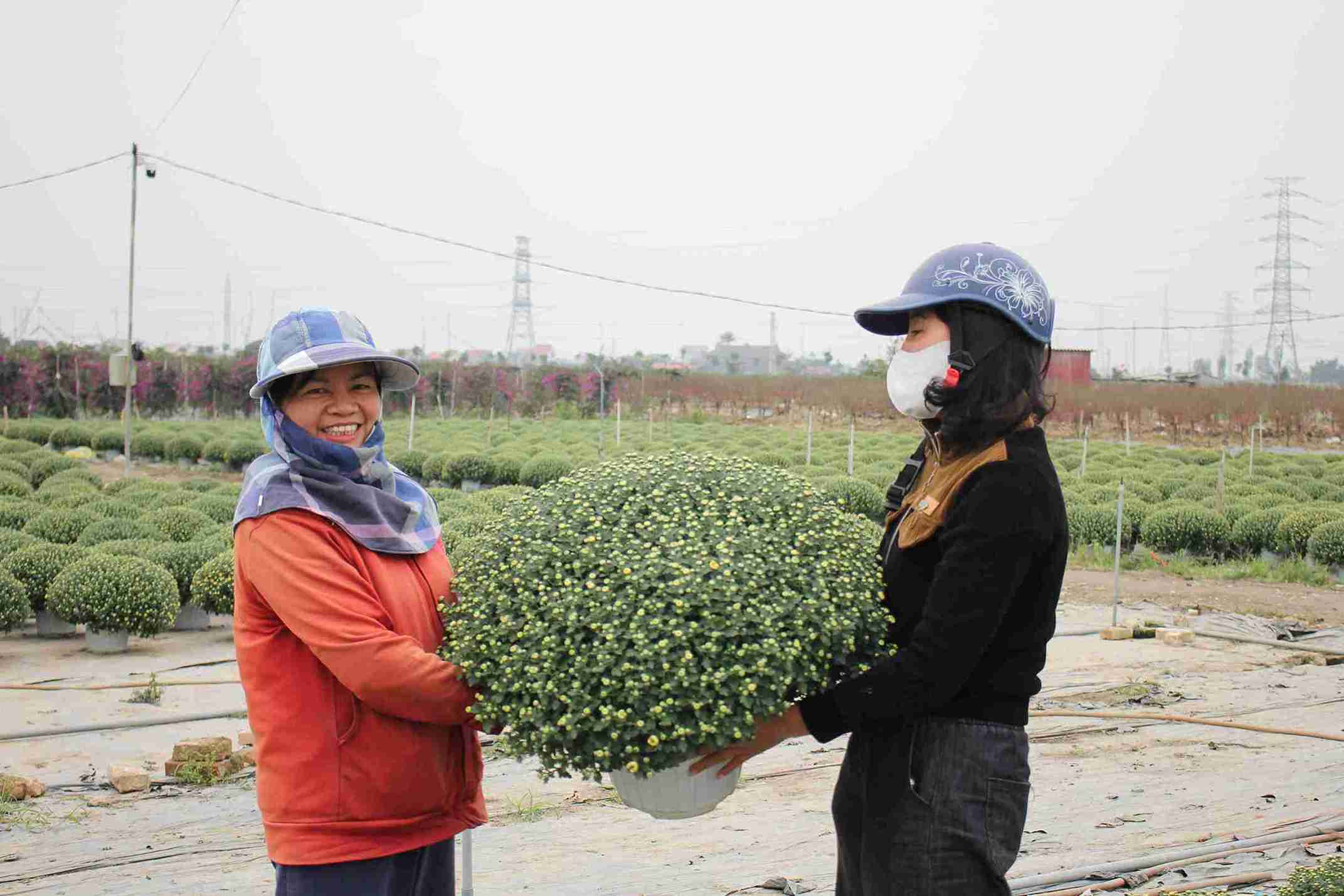 Los crisantemos de Tân Hưng se han convertido en una opción familiar durante el Tết. Foto: Mai Hương