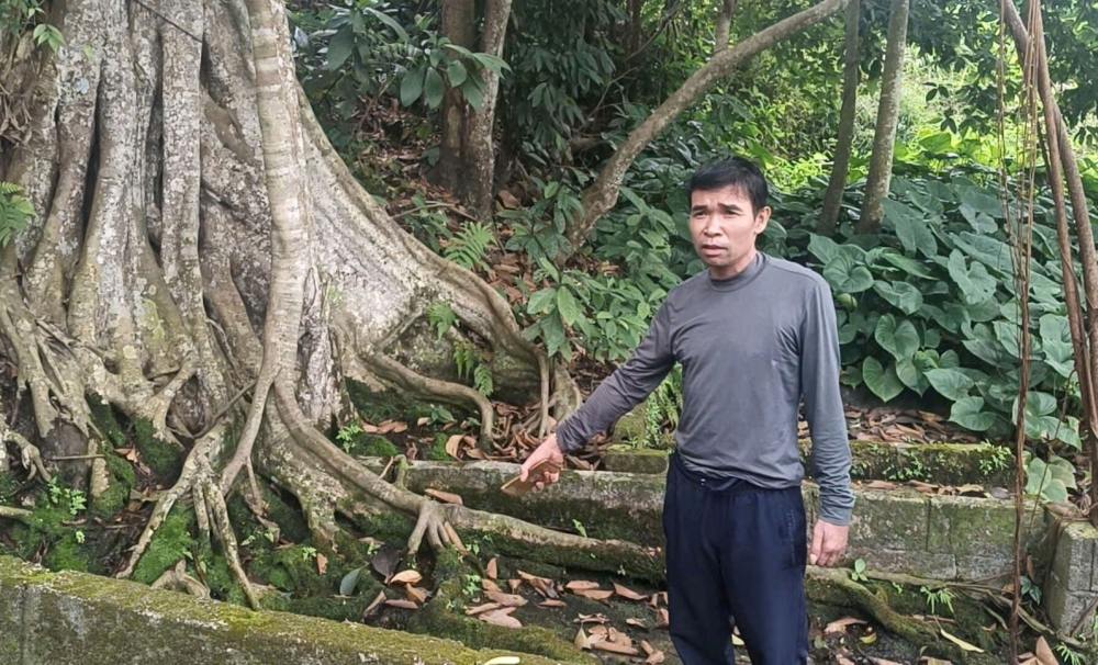 Cây đa 5 giếng và bí ẩn mạch nước trăm năm không cạn ở Thanh Hóa