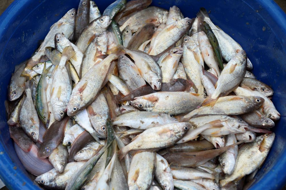 Những hải sản, cá tôm đánh bắt được trong ngày đầu năm. Ảnh: Quách Du