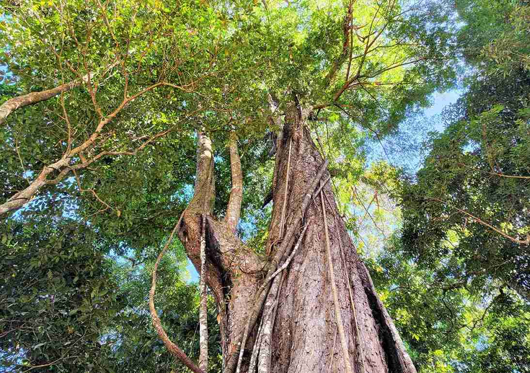 Những cây thông đỏ cổ thủ tại núi voi cao hàng chục mét. Ảnh: Phúc Khánh 