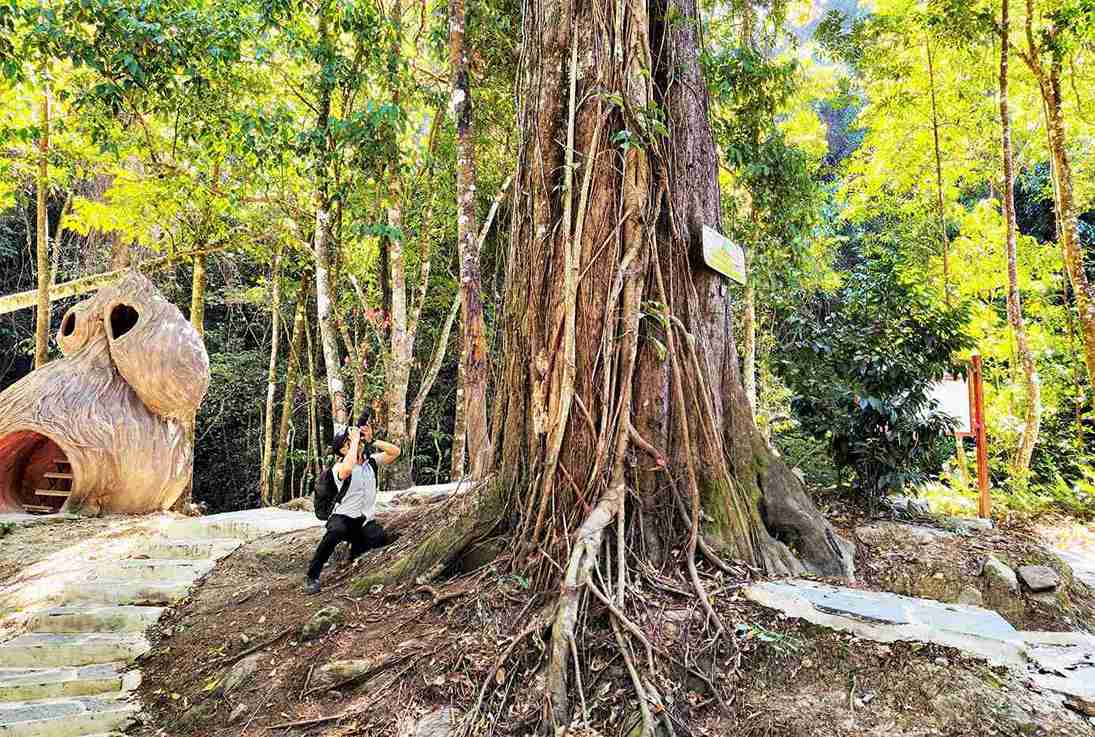 Du khách chiêm ngưỡng cây thông đỏ 2.500 năm tuổi tại núi Voi. Ảnh: Phúc Khánh 