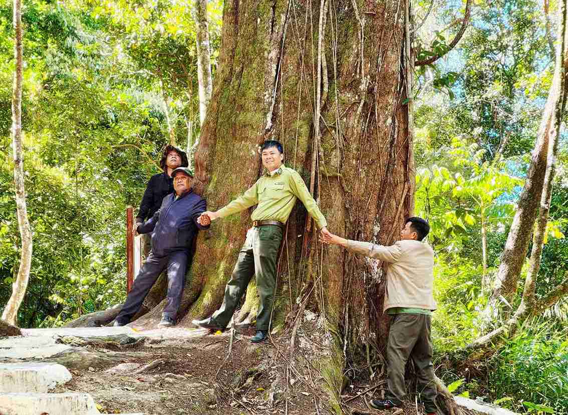 Mỗi cây thông đỏ cổ thụ có đường kính nhiều người ôm. Ảnh: Phúc Khánh 