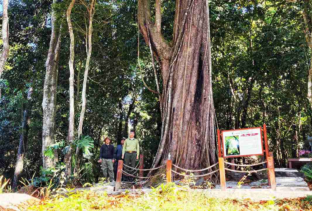 Rừng thông đỏ quý hiếm là niềm tự hào của bà con đồng bào K'Ho bản địa tại xã Hiệp Thạnh. Ảnh: Phúc Khánh 