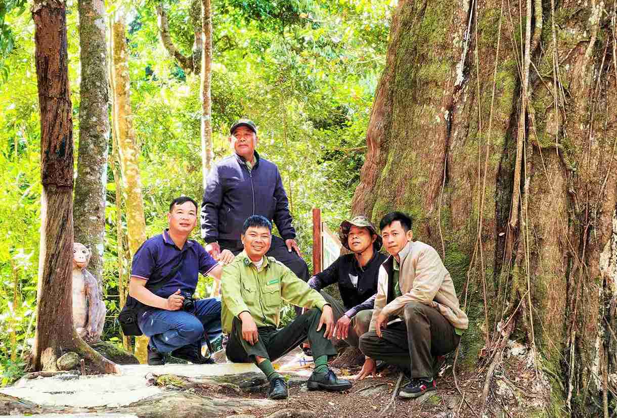 The ancient red pine trees are considered treasures of the Voi mountain region, attracting many tourists to visit when coming to Da Lat. Photo: Phuc Khanh