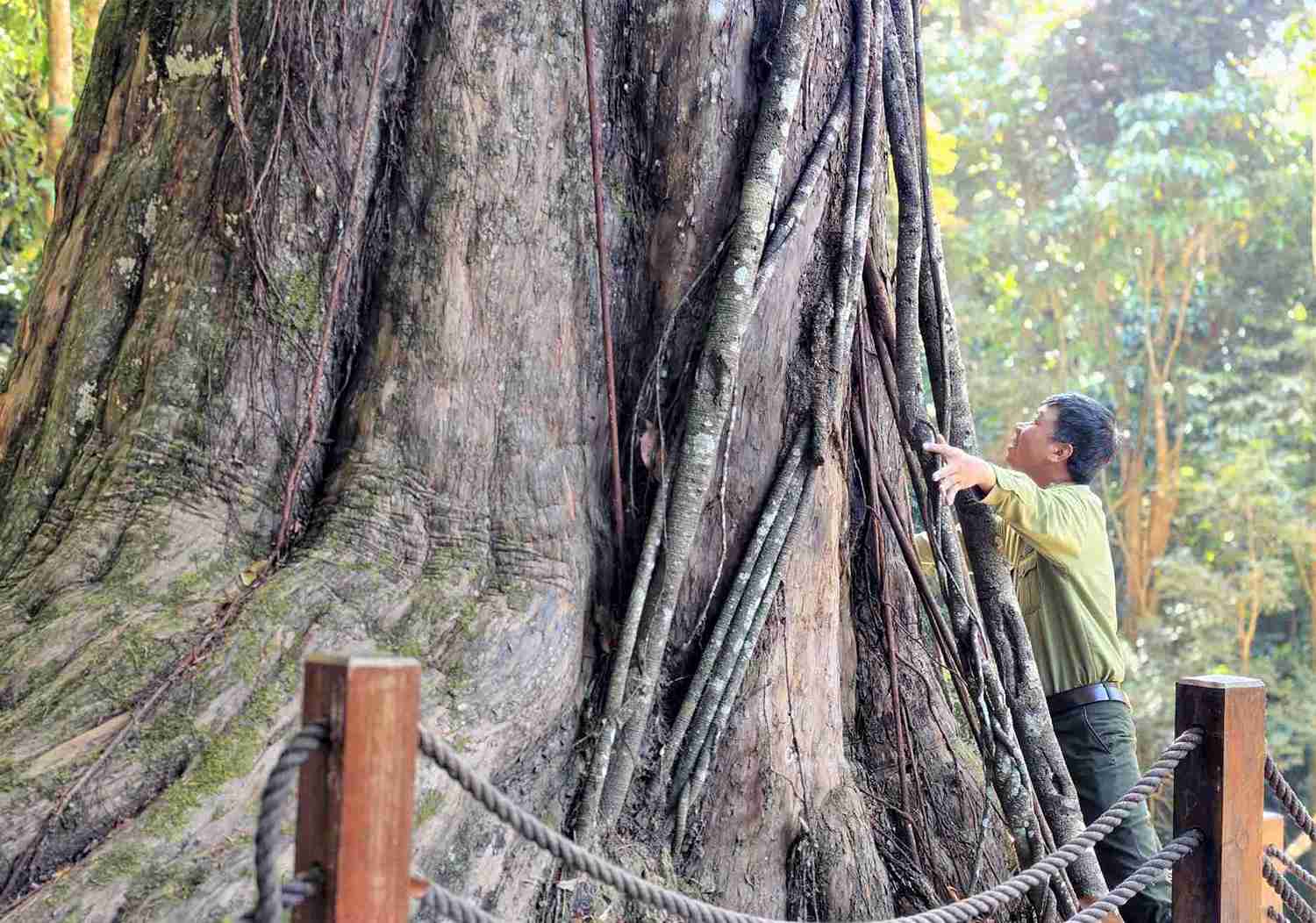 Cận cảnh một gốc thông đỏ cổ thụ tại núi Voi. Ảnh: Phúc Khánh 
