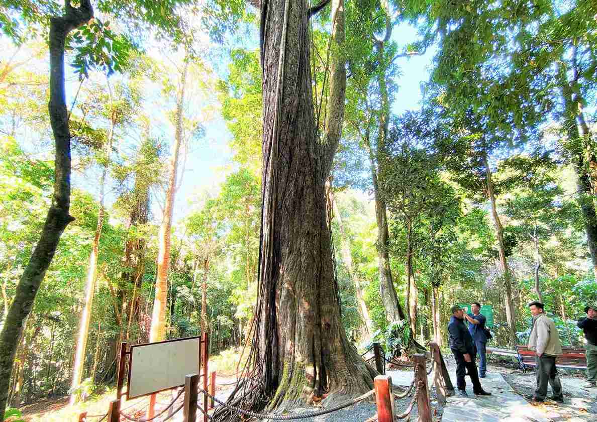 Du khách, người dân và cán bộ kiểm lâm chiêm ngưỡng thông đỏ hàng ngàn năm tuổi tại núi voi dịp đầu xuân mới. Ảnh: Phúc Khánh 