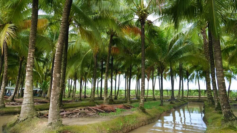Tan Loc coconut garden is lush green in the first days of the new year