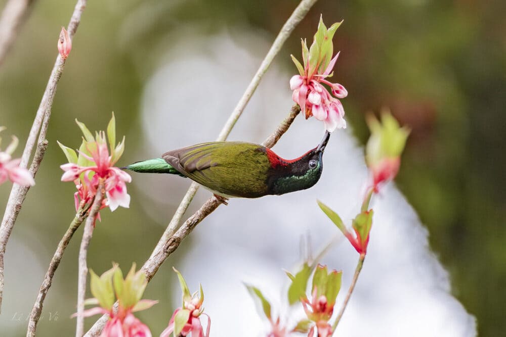Hoa đào khoe sắc thắm