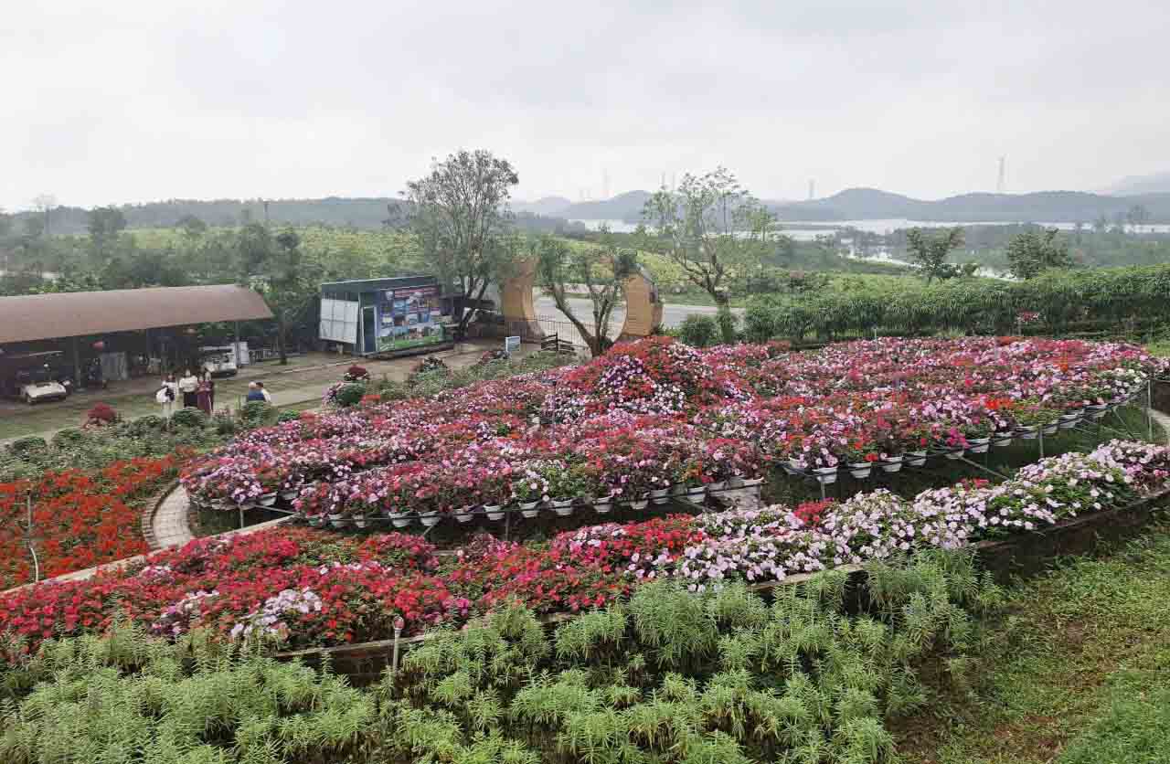 Da Bac Eco tourist area is brilliantly colored with flowers. Photo: Tran Tuan
