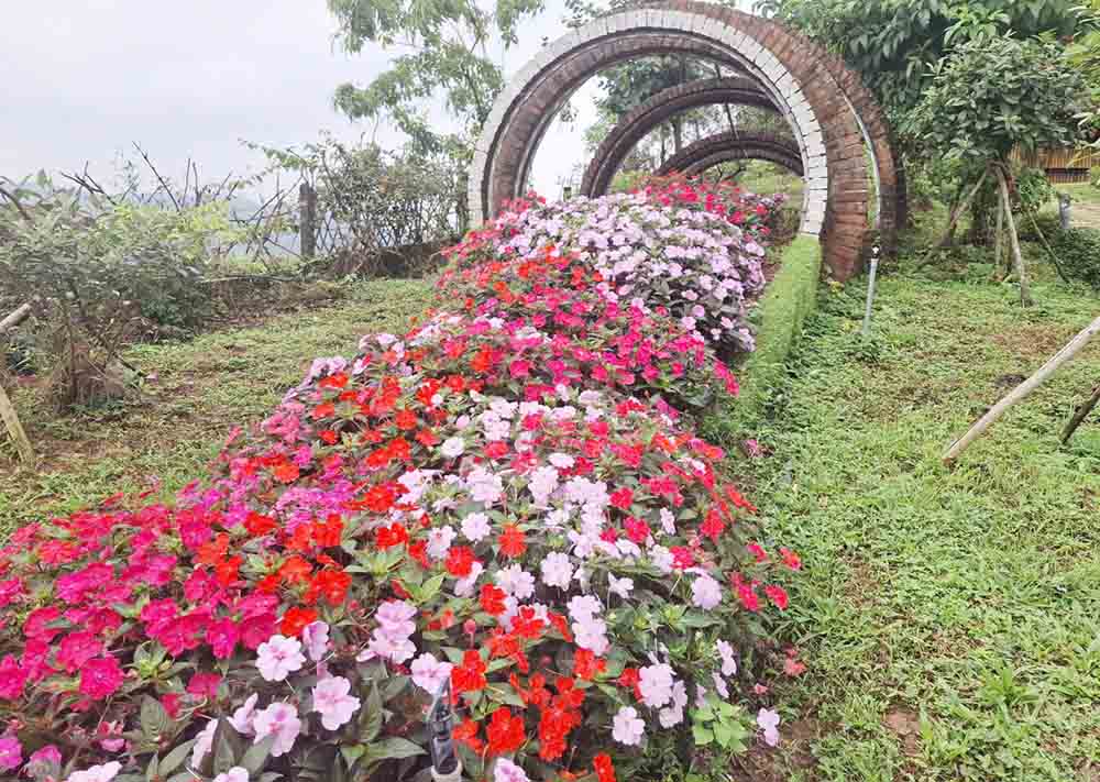 Nhiều loài hoa khoe sắc. Ảnh: Trần Tuấn
