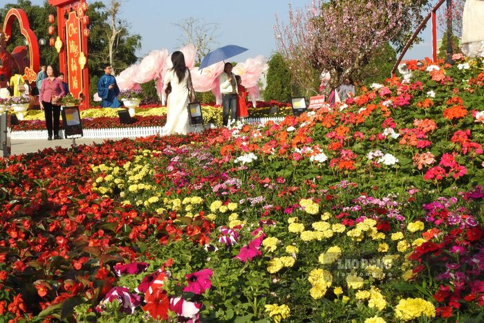 Khắp nơi đều là hoa. Ảnh: Tô Công.