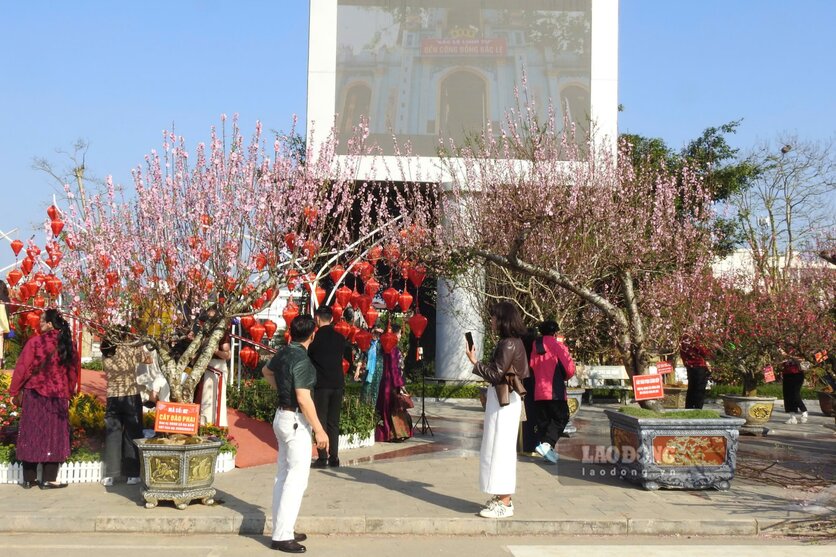 Hàng trăm cây đào đang cùng bung nở. Ảnh: Tô Công.