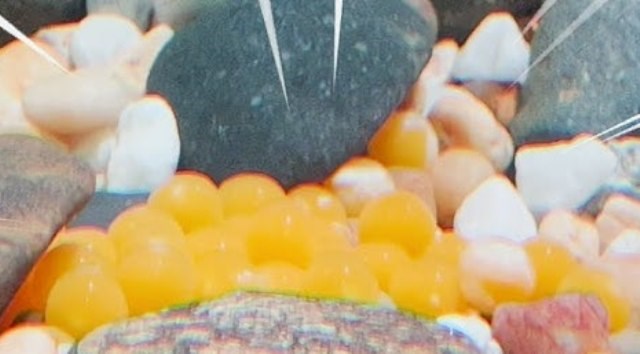 Eating dragon fish eggs, 13 people hospitalized. Illustrative photo