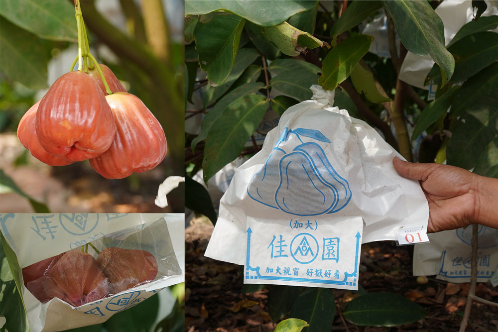 Mỗi chùm mận được gắn mã số từ khi hình thành trái để theo dõi thời điểm thu hoạch. Ảnh: Phương Anh