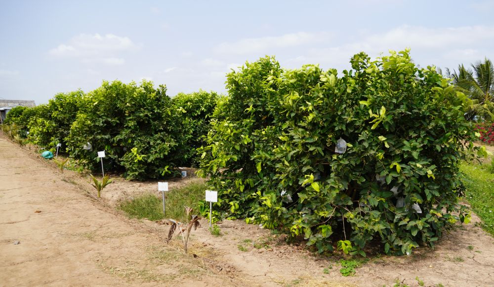 Vườn mận 50 ha tại Cù Lao Dung được quản lý số hóa theo từng lô, từng cây. Ảnh: Phương Anh