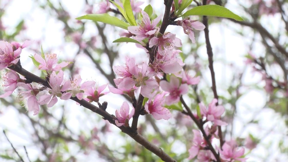 The blooming peach blossoms will send wishes for a peaceful new beginning, a year of favorable weather, and a more fulfilling life. Photo: Thanh Trung