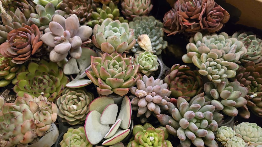 Stone lotus needs to apply some care secrets to help the plant grow well and healthy. Photo: Tuan Dat