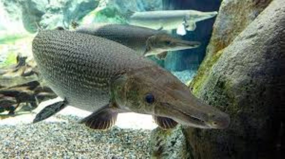 Eating rocket crocodile eggs, 11 people hospitalized. Illustrative photo