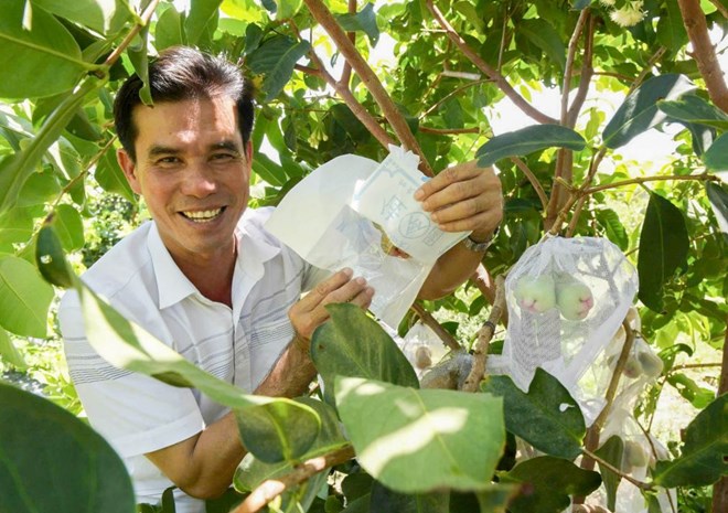 Ông Trần Văn Phục kiểm tra mận hồng Sơn Tiên trước thu hoạch. Ảnh: Phương Anh