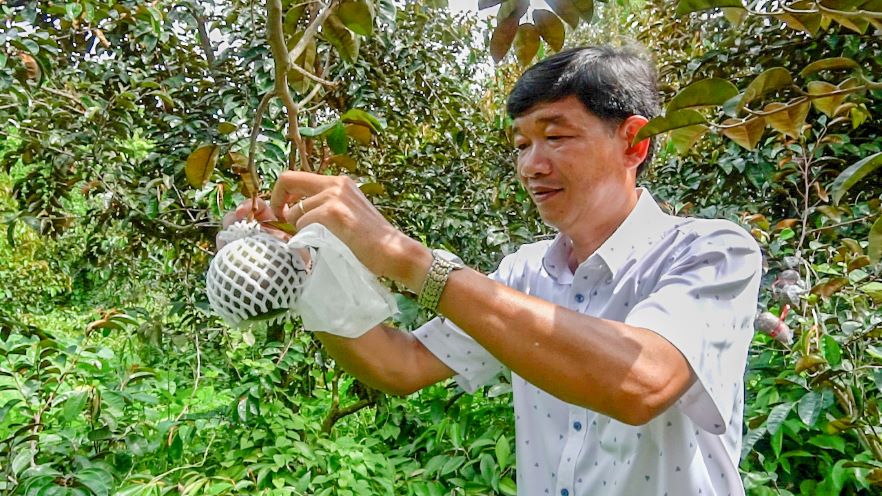 Ông Trần Anh Nhân bên vườn vú sữa tím tứ quý cho trái quanh năm. Ảnh: Phương Anh