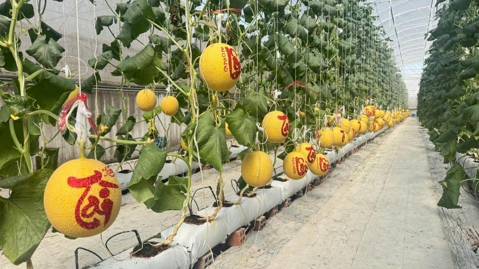 Nhà vườn giới thiệu sản phẩm qua nền tảng số, chủ động sản xuất theo đơn đặt hàng. Ảnh: Hoàng Lộc