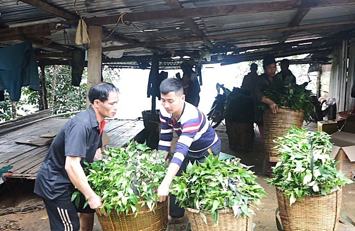 Forest vegetable specialties are favored by diners, helping people in the highlands of Da Nang "make" money. Photo: Hoang Bin
