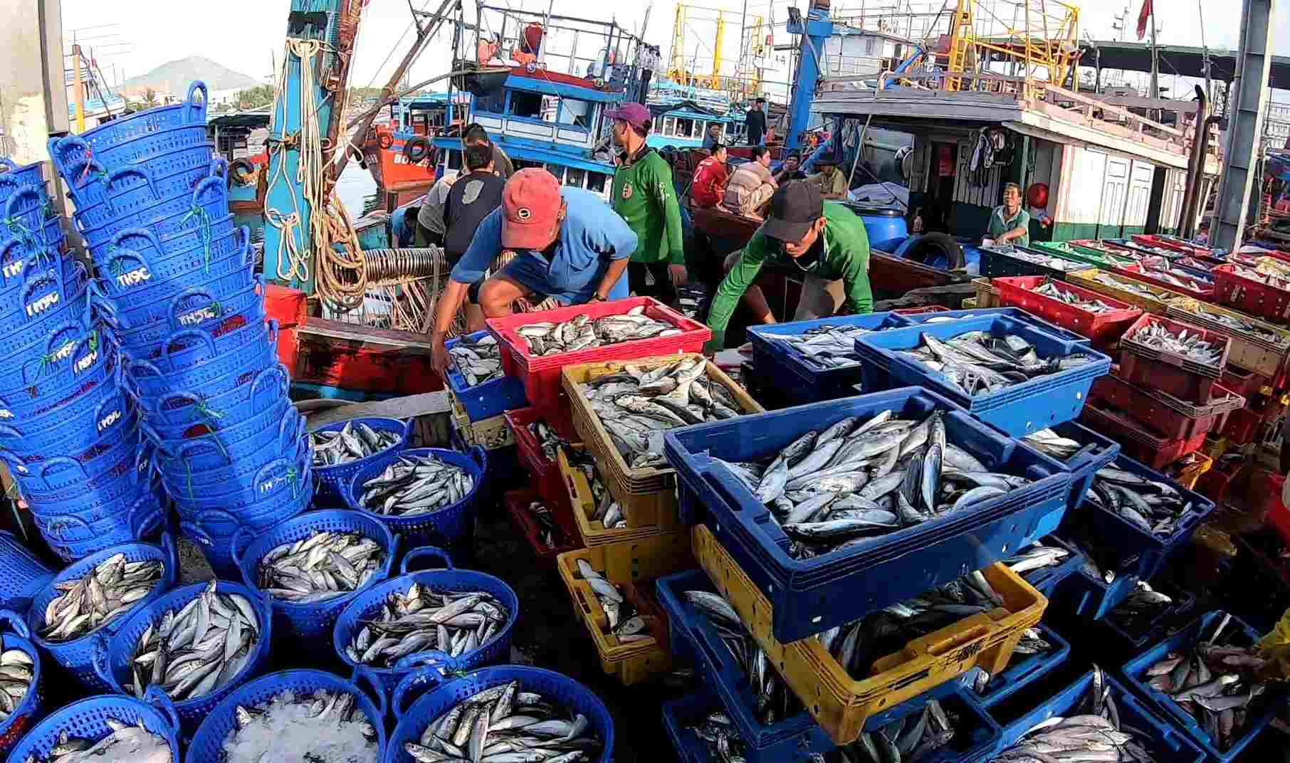 Da Nang fishermen have a bumper sea trip throughout the Binh Ngo Tet 2026, fishing port is bustling on the first day of the year. Photo: Hoang Bin