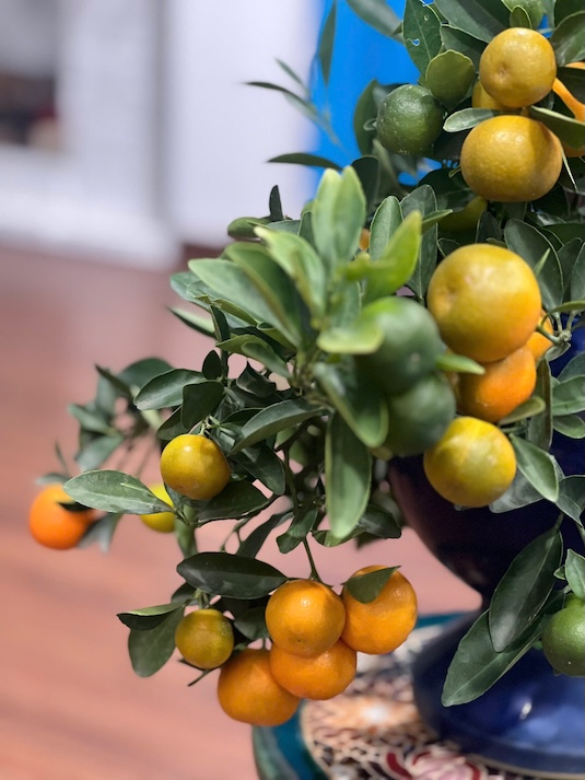 Housewives consider taking advantage of tangerines from tangerine trees displayed during Tet. Photo: Kieu Vu