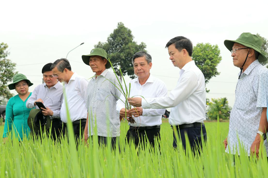 Lãnh đạo Cần Thơ thăm đồng lúa, trồng cây đầu xuân. Ảnh: Tạ Quang