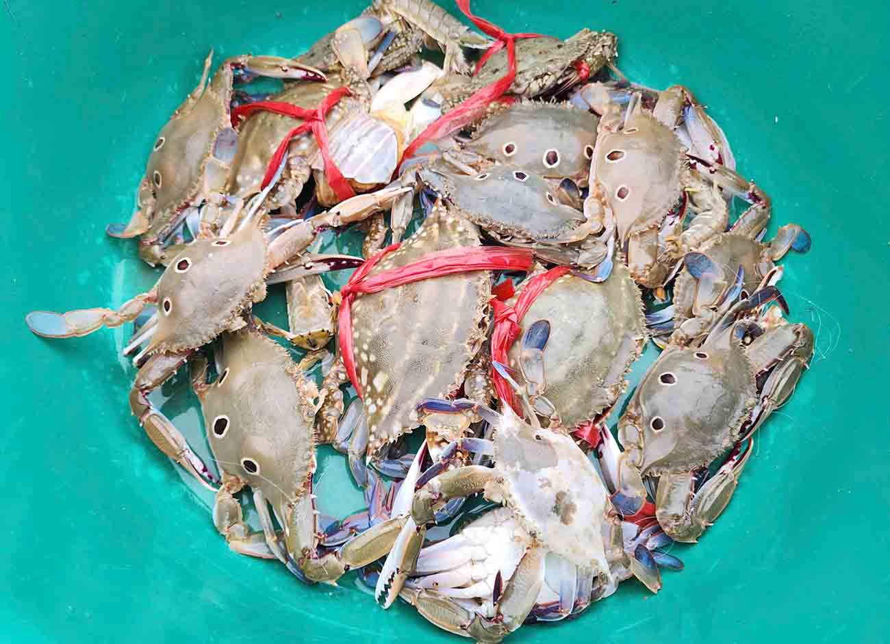 Ghẹ biển có giá khá cao. Ảnh: Trần Tuấn