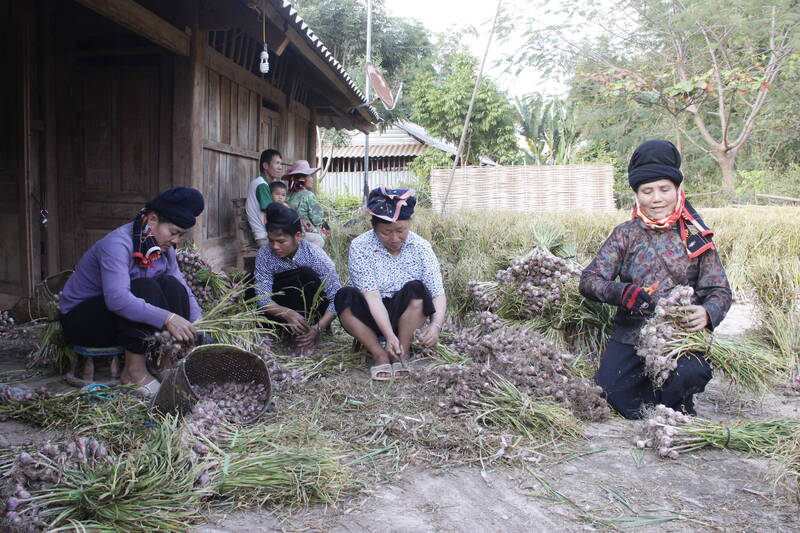 Tỏi tỉa được người dân bản Luông Mé, xã Yên Châu thu hoạch và sơ chế ngay tại nhà văn hóa bản. Ảnh: Trường Sơn