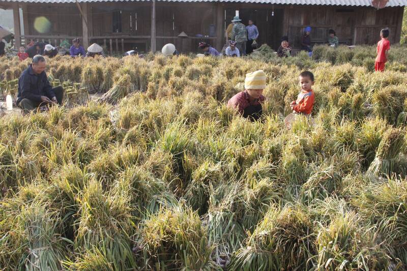 The largest purple garlic area in Son La is rushing to harvest before the spring rice crop is sown. Photo: Truong Son