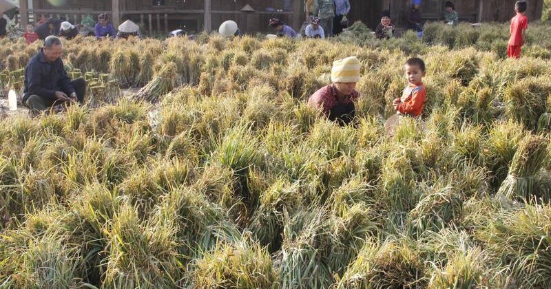 Sơn La: Thu hoạch tỏi tía lớn nhất, chuẩn bị cho vụ lúa xuân