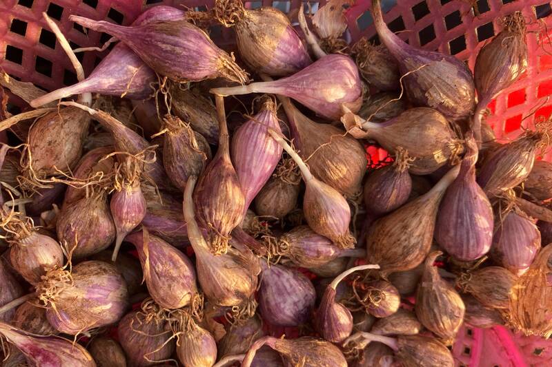 Tỏi tía nhiều nhánh và tỏi một nhánh (tỏi cô đơn) Yên Châu. Ảnh: Trường Sơn