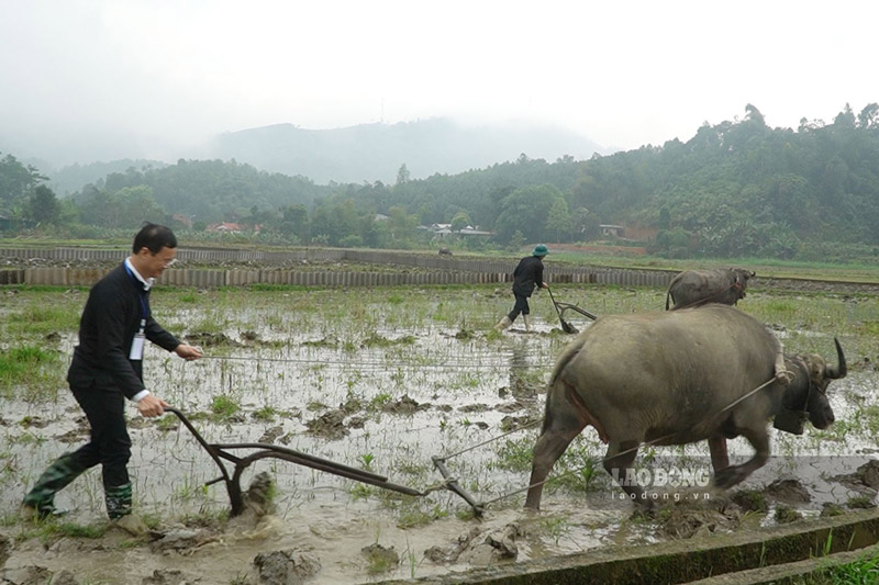 Chủ tịch UBND xã Cốc San Trần Thái Học tham gia cày khai xuân đầu năm. Ảnh: Đinh Đại