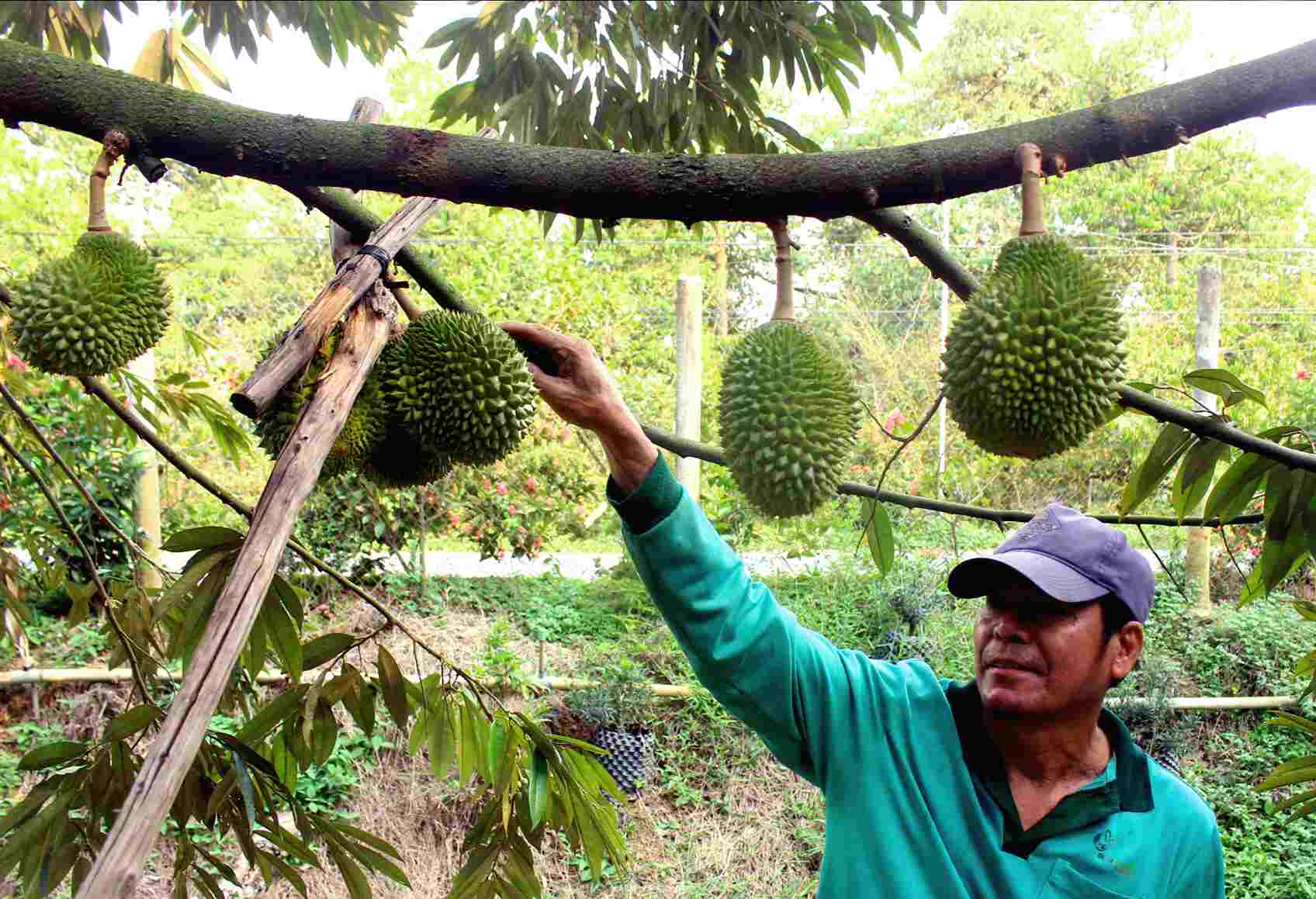 Off-season durian in Ngu Hiep commune, Dong Thap province. Photo: Luc Tung