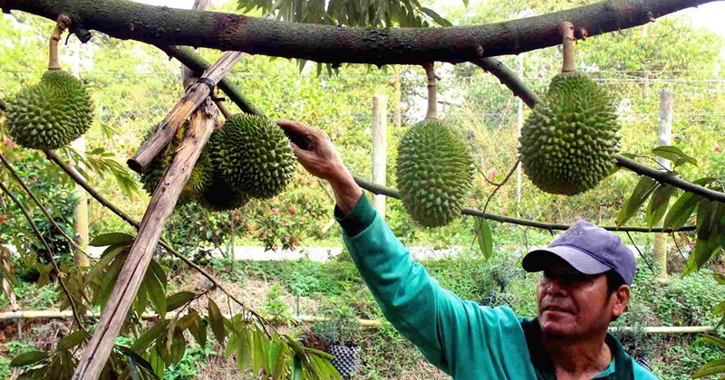 Sầu riêng trái mùa và bài toán bền vững